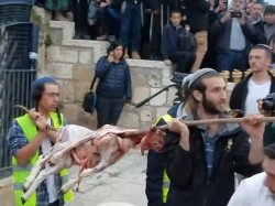 Passover sacrificial lamb