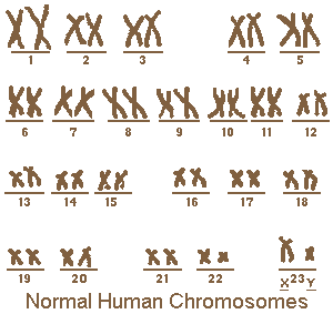 Human Chromosomes