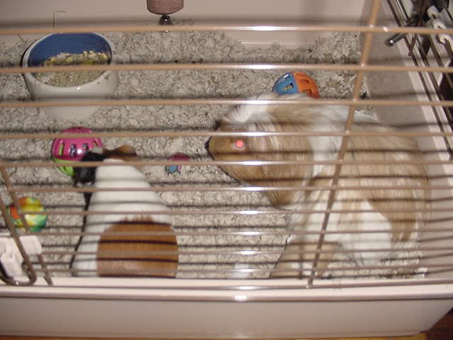 Little Joe, Little Bud