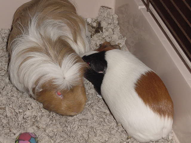 Little Joe, Little Bud