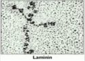 Electron Micrograph of the Laminin Molecule
