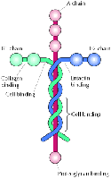 Model of the Laminin Molecule