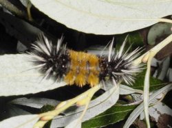 Catty Caterpillar