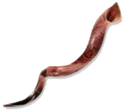 Shofar