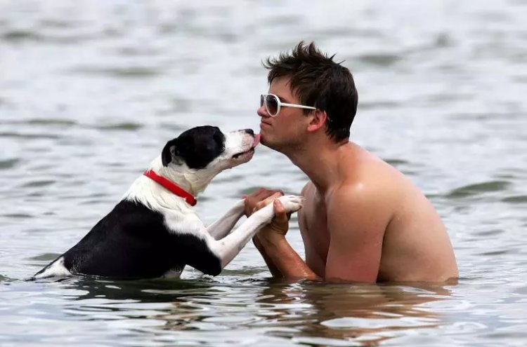 Dogs make the most faithful pets. In this photo, a man swims with his dog at St Kilda Beach in Melbourne, Australia, Jan. 12, 2010. Photo: Getty Images/ Scott Barbour