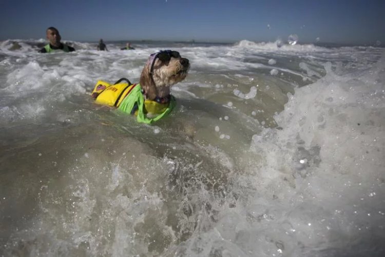 A surfing dog named Derby swims through waves after a wipe out at the Surf Dog Competition at the 8th annual Petco Surf City Surf Dog event in Huntington Beach, California, Sept. 25, 2016. Photo: Getty Images