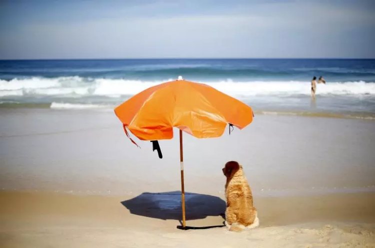A dog sits under a sun umbrella on Sao Conrado beach prior to the 2014 World Cup in Rio de Janeiro June 8, 2014. Photo: Reuters/Darren Staples