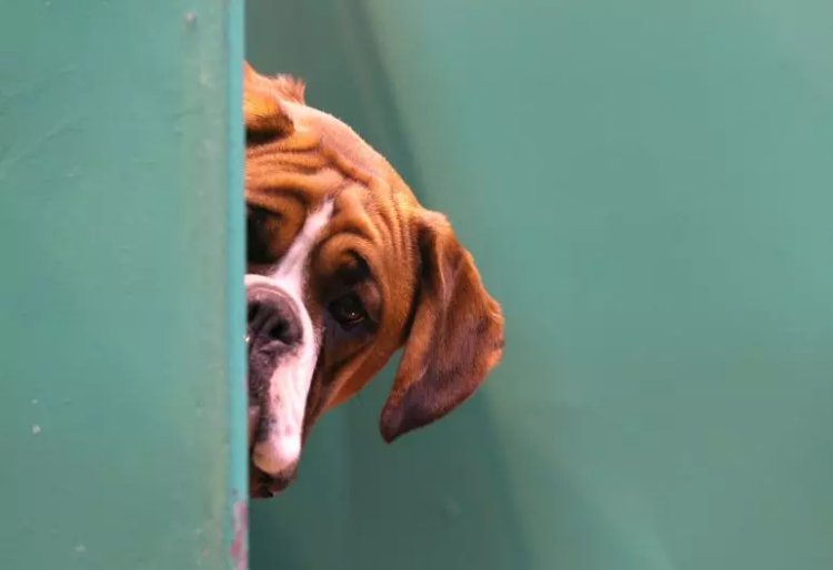 A Boxer dog looks out from its kennel on first day of Crufts dog show at the NEC in Birmingham, England, March 6, 2014. Photo: Getty Images/Matt Cardy