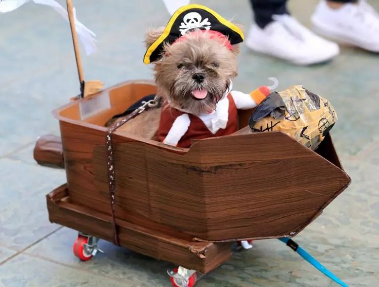 A Terrier puppy wears a pirate costume during 'A Petrifiying Trail Pet' costume party at a mall in Pasay city, metro Manila, Oct. 23, 2016. Photo: REUTERS/Romeo Ranoco