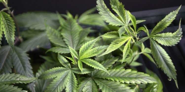 Marijuana plants for sale at the medical marijuana farmers' market in Los Angeles.