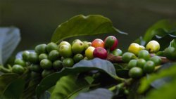 Coffee cherries