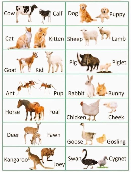 Animals and their baby names