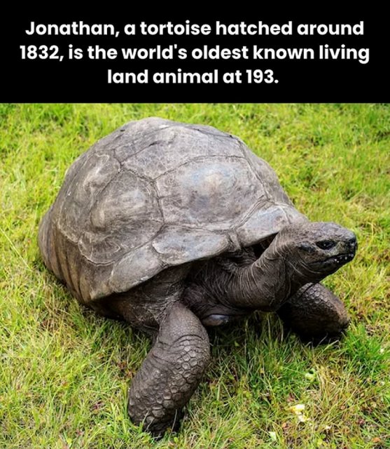 Jonathan tortoise: oldest land animal in the world