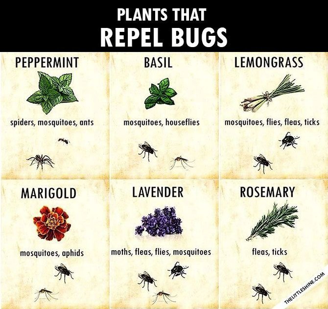 Plants That Repel Bugs