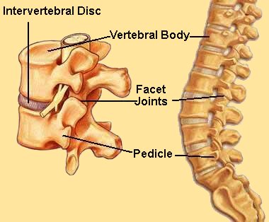 Vertebrae and Intervertebral Discs