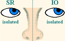 Right Superior Rectus, Left Inferior Oblique, Isolated Movements