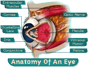 Anatomy of An Eye
