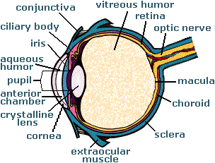 Eye Anatomy And Physiology Pdf Free