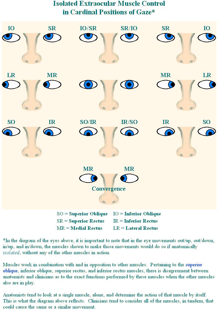 Extraocular Muscle Control in Cardinal Positions of Gaze
