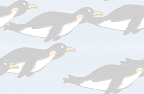 Penguins: 144 x 94