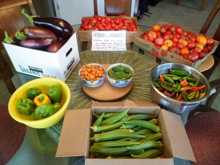 Bountiful vegetable harvest.