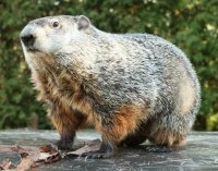 Punxsutawney Phil