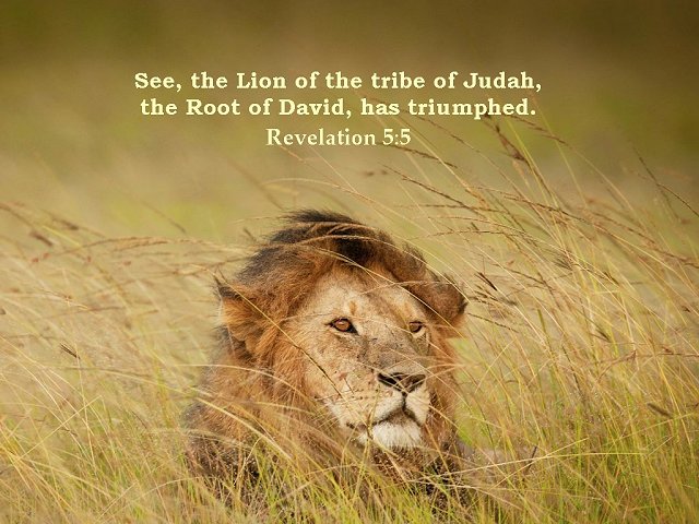 Lion of the Tribe of Judah