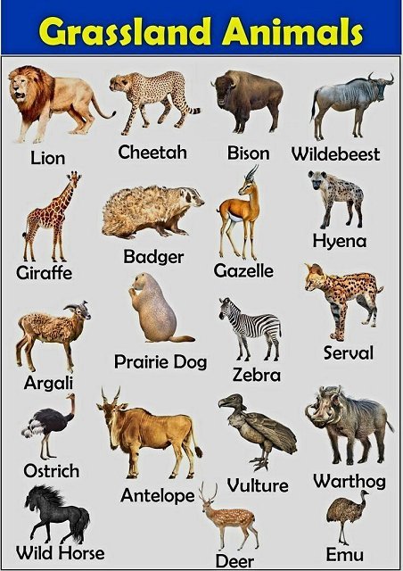 Grassland animals